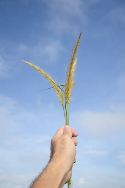 istock pennisetum pedicellatum grass flower 892658196