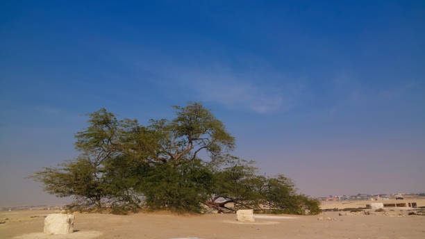 Legendary tree of life, bahrain desert Legendary tree of life in bahrain desert cineraria stock pictures, royalty-free photos & images
