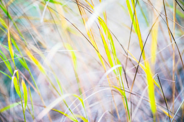 istock Macro blades of grass in soft summer sunlight. Nature backgrounds 892663446