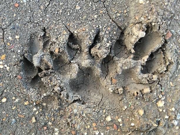 istock dog footprint on the ground 892665556