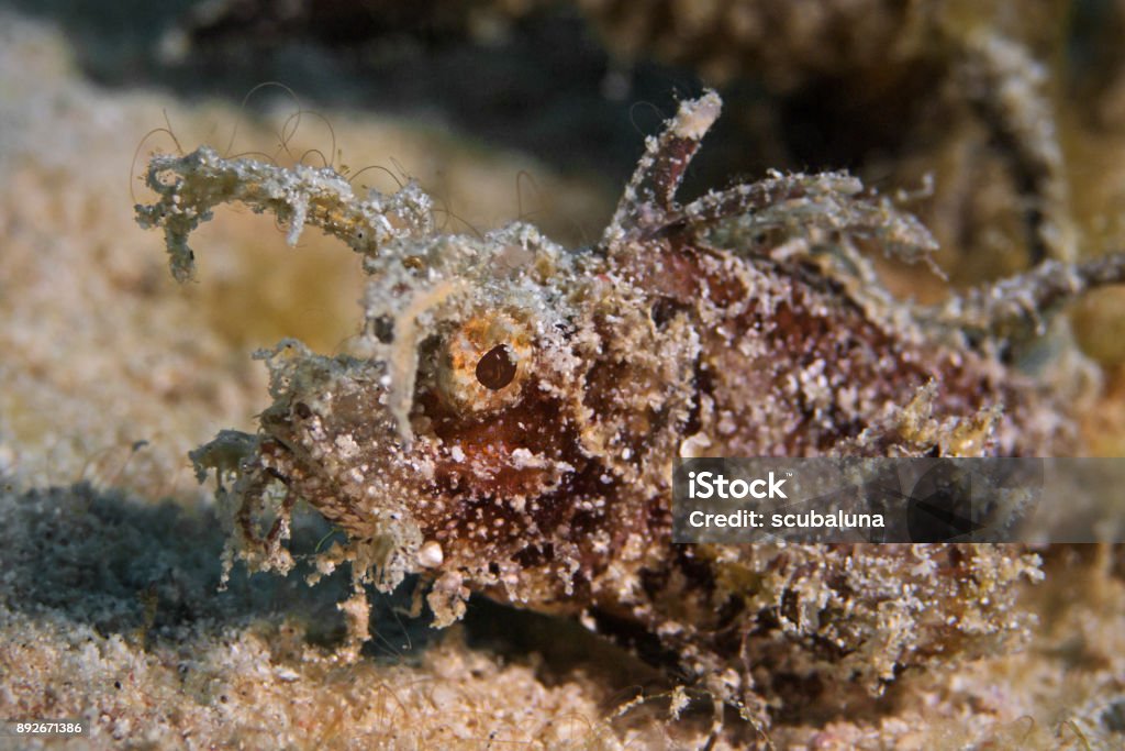 Ambon Scorpionfish, Ambon Scorpionfish (Pteroidichthys amboinensis) Underwater close-up photography of an Ambon scorpionfish. Ambon Scorpionfish Stock Photo