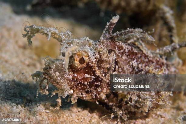 Ambon Scorpionfish Ambon Scorpionfish Stock Photo - Download Image Now