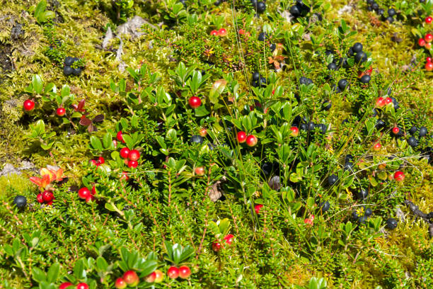 istock red and black berries in Norway 892673538