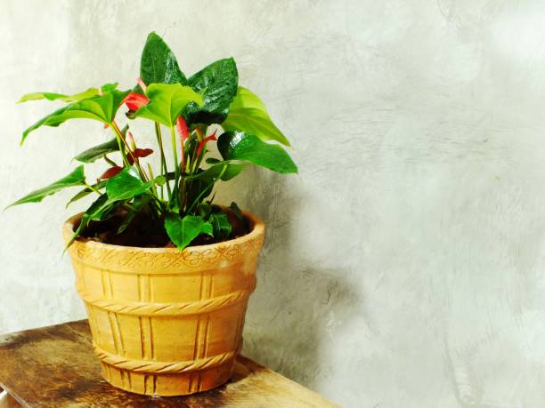 istock close up green tree on flower pot and space background 892673972