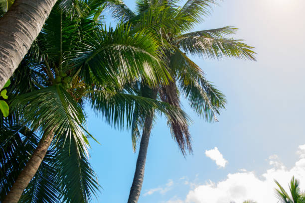 istock high, beautiful palm trees, clear sky, the sand, the warm tropics. 892679008