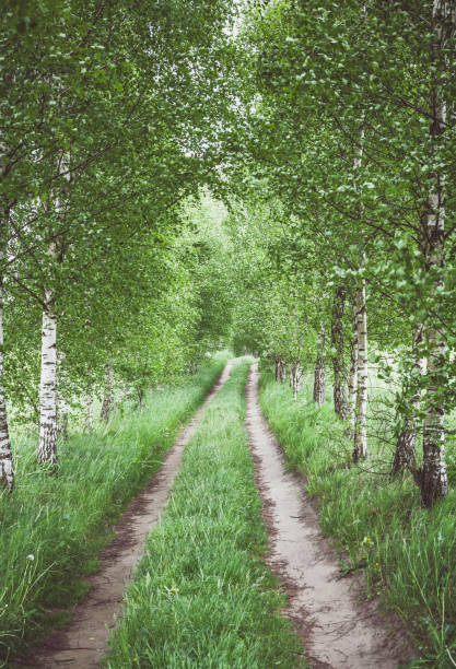 Alley of green birches