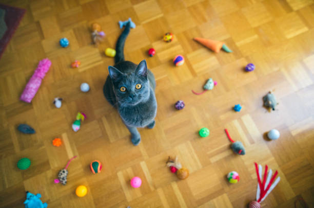 chartreux com brinquedos - fun mouse animal looking - fotografias e filmes do acervo