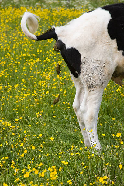 Defecating cow in flower field stock photo
