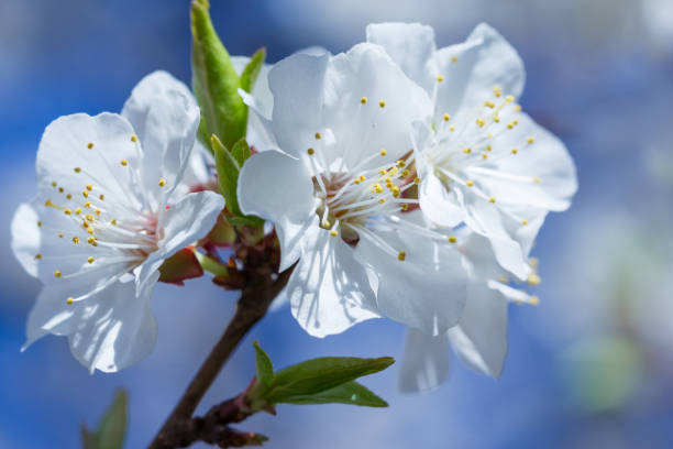 istock fresh spring flowers of apricot tree 892693448