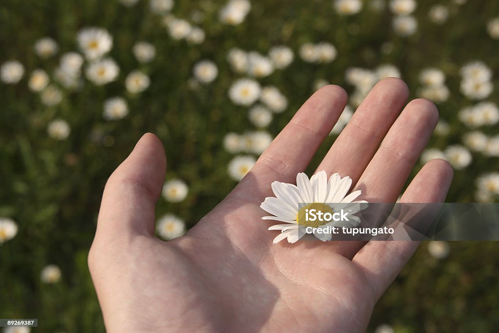 Flor de camomila branca - Royalty-free Branco Foto de stock