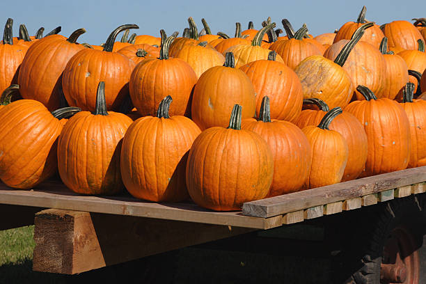 istock Wagonload of Pumpkins 89269908