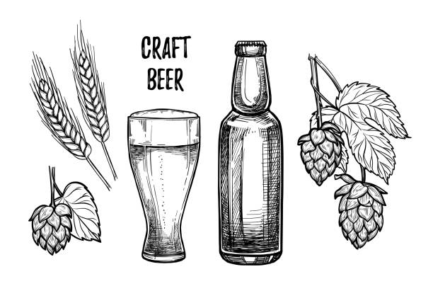 Hand drawn vector illustration - Craft beer (malt, hop, beer glass, bottle). Octoberfest or beer fest. Design elements in engraving style. Perfect for invitations, greeting cards, posters, prints Hand drawn vector illustration - Craft beer (malt, hop, beer glass, bottle). Octoberfest or beer fest. Design elements in engraving style. Perfect for invitations, greeting cards, posters, prints craft beer stock illustrations