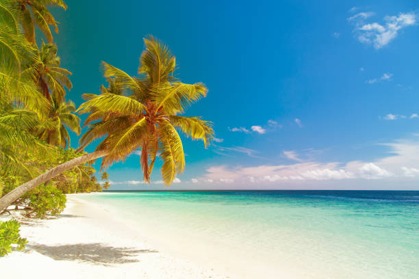 istock tropical sand beach with palm trees 892706944