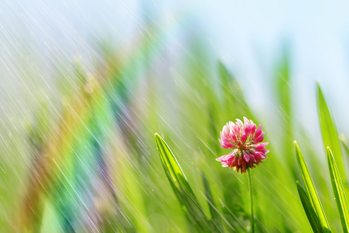 Fresh green spring leaves of grass with pink clover flower in rain closeup.