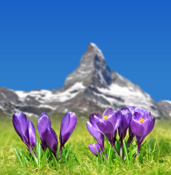 バック グラウンドでマッターホルンと紫色のクロッカスの花が咲いてください。 - spring crocus temperate flower european alps ストックフォトと画像