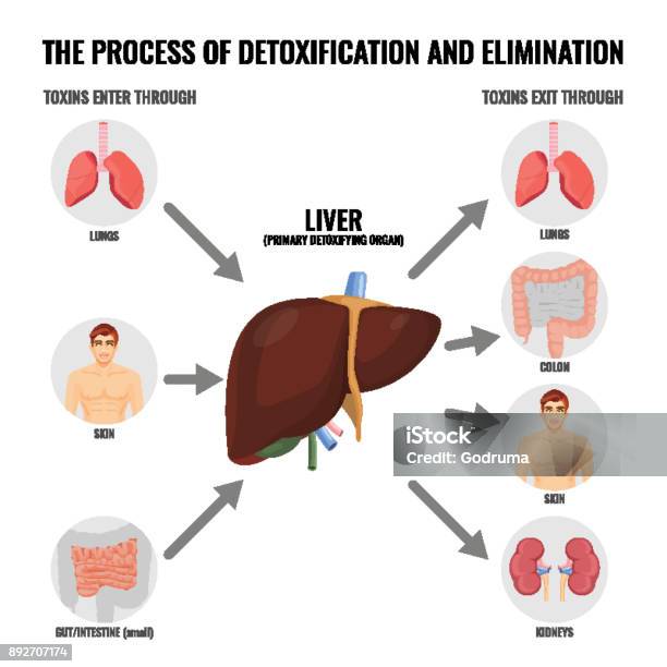 Processus De Détoxication Et Élimination Affiche Médical De Dessin Animé Vecteurs libres de droits et plus d'images vectorielles de Cure détox