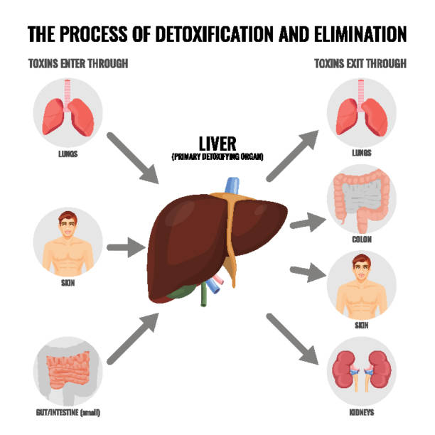 Process of detoxification and elimination cartoon medical poster Process of detoxification and elimination medical poster with simple scheme. Liver and other human organs that suffer from toxins vector illustration. biological process stock illustrations