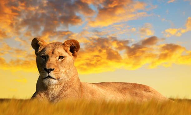 istock Lioness on the savannah at sunset. 892707184