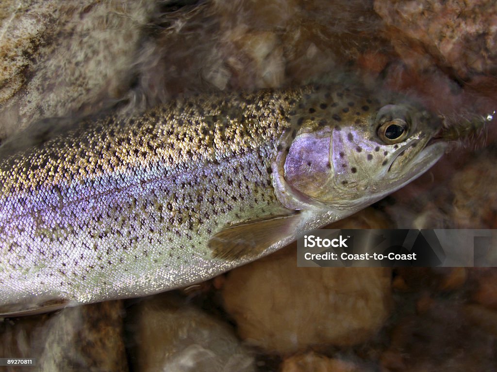 Bunte Rainbow Trout - Lizenzfrei Fisch Stock-Foto