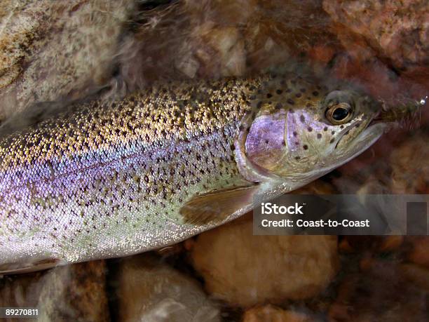 Bunte Rainbow Trout Stockfoto und mehr Bilder von Fisch - Fisch, New Mexico, Farbbild
