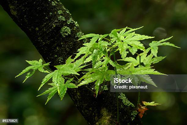 Photo libre de droit de Feuilles Dérable Du Japon banque d'images et plus d'images libres de droit de Beauté de la nature - Beauté de la nature, Botanique, Buée