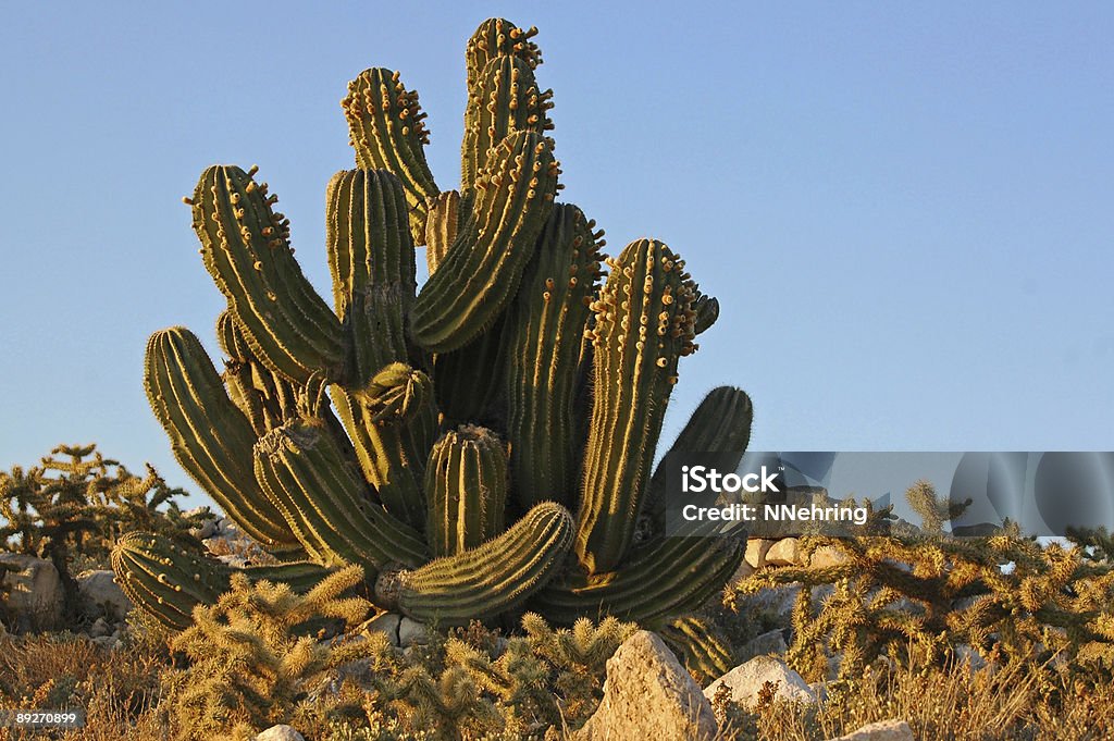 Pachycereus pringlei, Pachycereus pringlei - Foto de stock de América Latina royalty-free