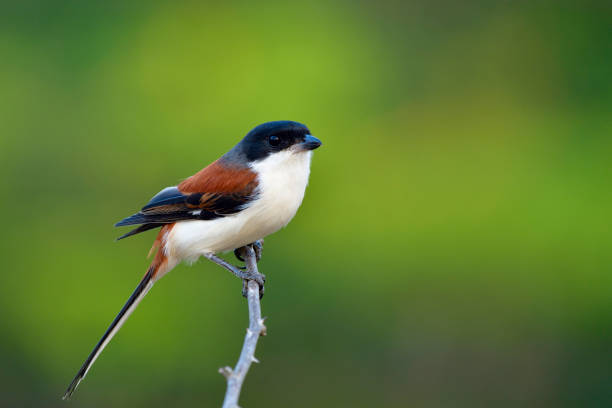 hermoso rojo detrás y gris al pájaro cabeza negro con cola larga percha stick espina sobre desdibujan de fondo en la naturaleza, birmania alcaudón (lanius collurioides) - thorn black bird tree fotografías e imágenes de stock