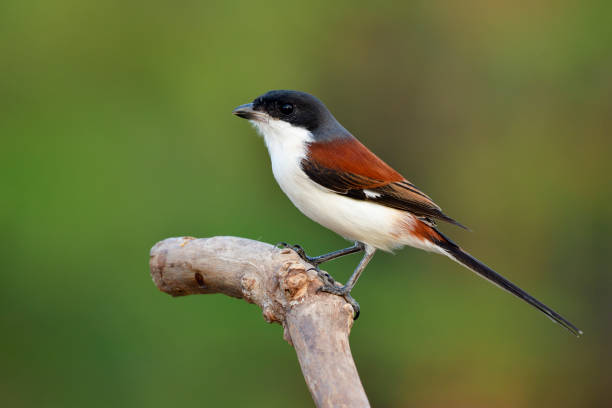 istock Beautiful red back to grey and black head bird with long tail perching on wood stick over blur green background in nature, Burmese Shrike (Lanius collurioides) 892711614