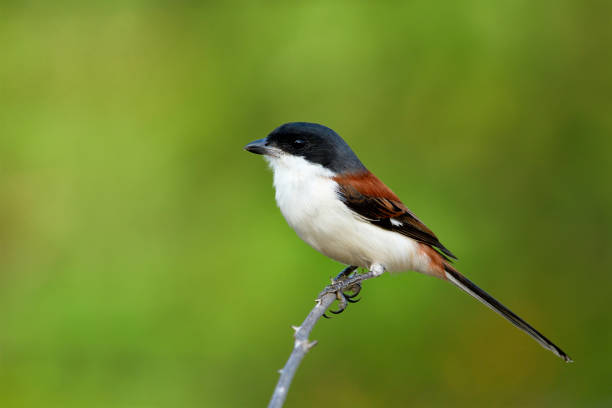 birmania alcaudón (lanius collurioides) hermoso rojo detrás y gris al pájaro cabeza negro con cola larga percha stick espina sobre desdibujan de fondo - thorn black bird tree fotografías e imágenes de stock