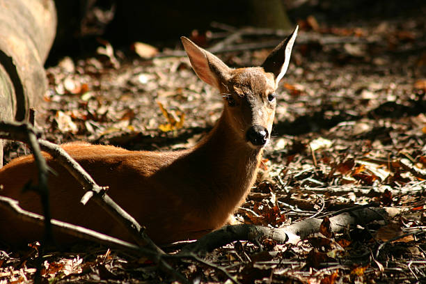 Dramatic Deer in the woods stock photo