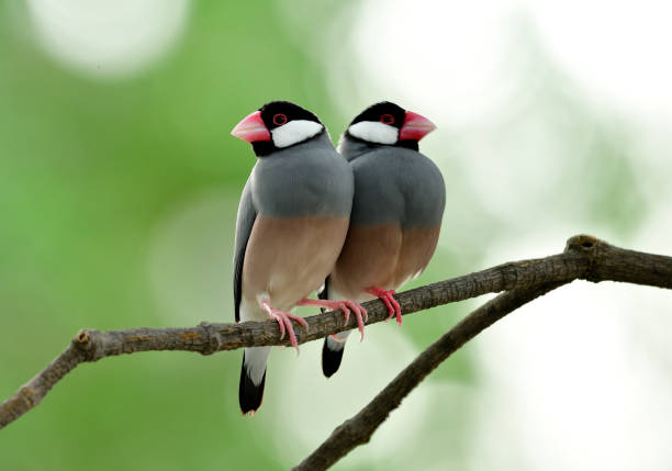 istock Fascinated lovely pair of Java Sparrow (Lonchura oryzivora) fine grey birds with pink legs and bills perching together on tree branch over bright and green background, cute animal 892712078