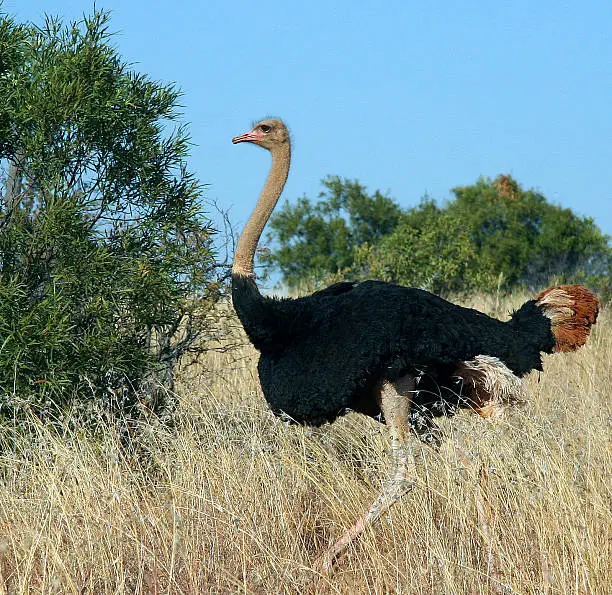 African Male Ostrich. Came upon this male ostrich, early morning, laying on his nest. He alternately tried luring us away and then charging us to protect the nest. He was magnificent. THis photo was taken in the Limpopo province of South Africa.