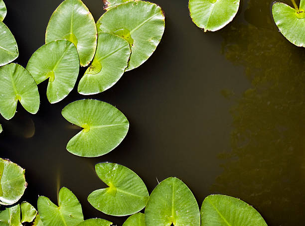 lily pads - lillypad lily water lily water stock-fotos und bilder