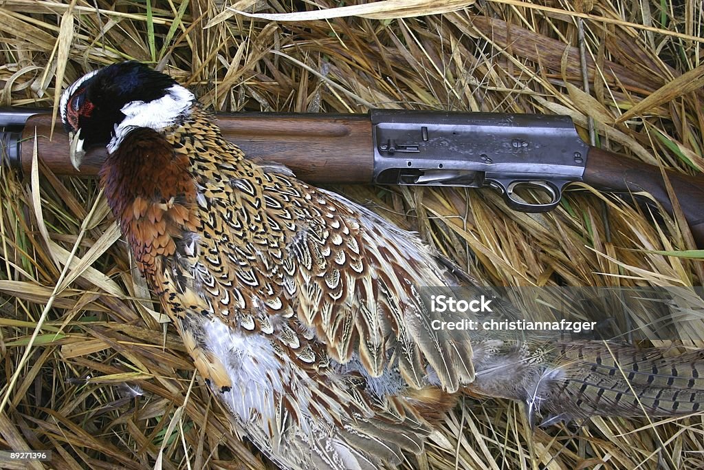 Pheasant Hunt  Autumn Stock Photo