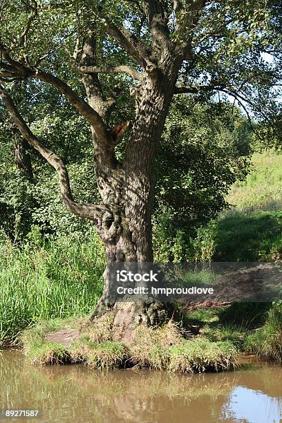 Alter Baum Stockfoto und mehr Bilder von Alt - Alt, Baum, England