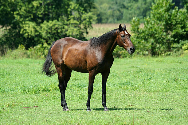 istock Brown horse in a green field 89271694