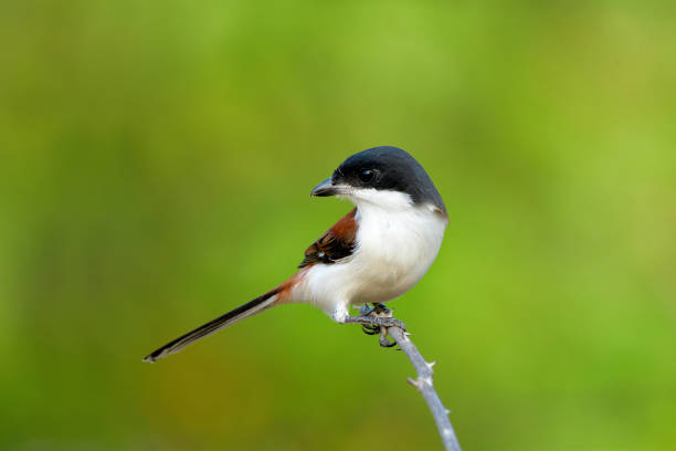 hombre de birmania alcaudón (lanius collurioides), hermoso rojo detrás y gris al pájaro cabeza negro con cola larga percha en espina palo luz temprano en la mañana - thorn black bird tree fotografías e imágenes de stock