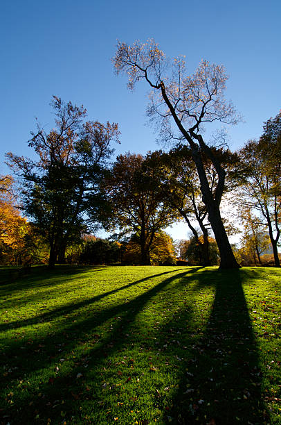 Fall Sunset stock photo