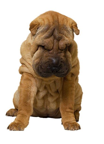 sharpei szczeniak - shar pei dog beauty animal tongue zdjęcia i obrazy z banku zdjęć