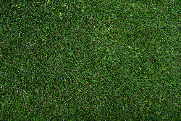 istock green grass of home 89272066