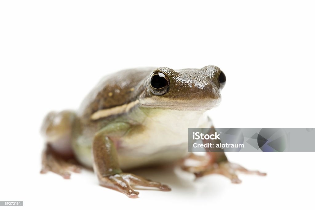 лягушка - Стоковые фото Амфибия роялти-фри