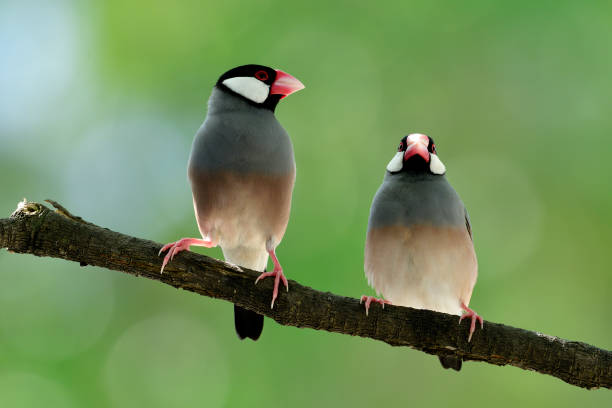 istock Pair of Java Sparrow (Lonchura oryzivora) beautiful grey birds with pink legs and faces perching together on branch in sweet moments 892722004