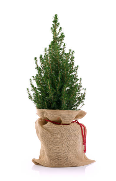 istock Small Green Christmas tree isolated on white 892722960
