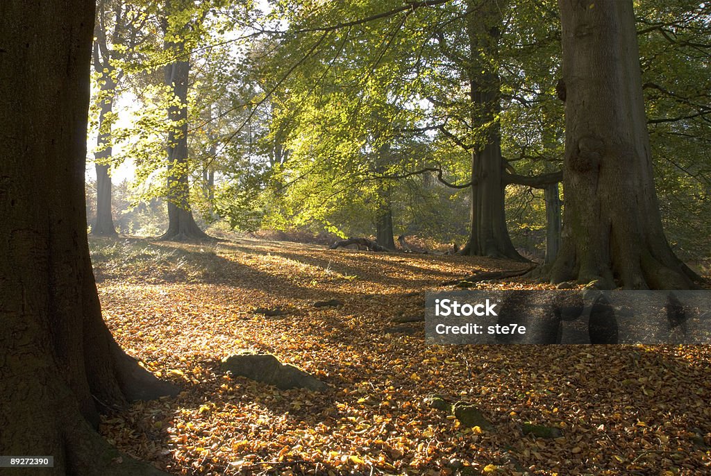 Illuminazione dei boschi autunnali lato - Foto stock royalty-free di Albero deciduo