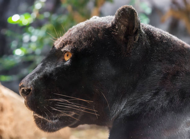 istock Close-up view of a black Jaguar 892725952