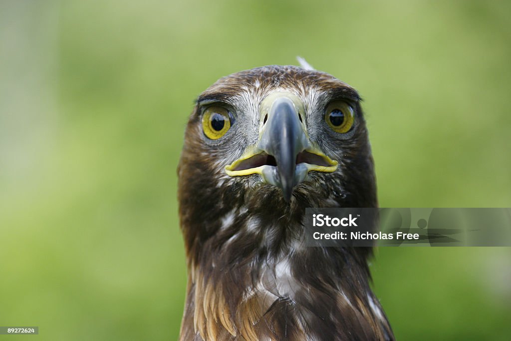 Eagle - Foto stock royalty-free di Animale