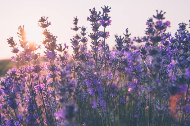 istock Soft focus of lavender flowers under the sunrise light 892726534