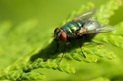 Fly animal ,house fly eating bananas, ripe fruits fly species calliphora vomitoria .