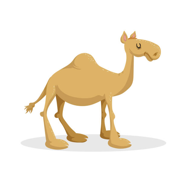 cartoon-flache trenddesign dromedar kamel. wüste afrikanischen tier stehend. vektor-illustration-symbol. - camel animal dromedary camel desert stock-grafiken, -clipart, -cartoons und -symbole