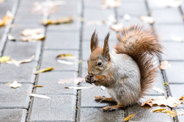 istock red squirrel with nut sitting on wet park sidewalk with fallen yellow leaves 892732620